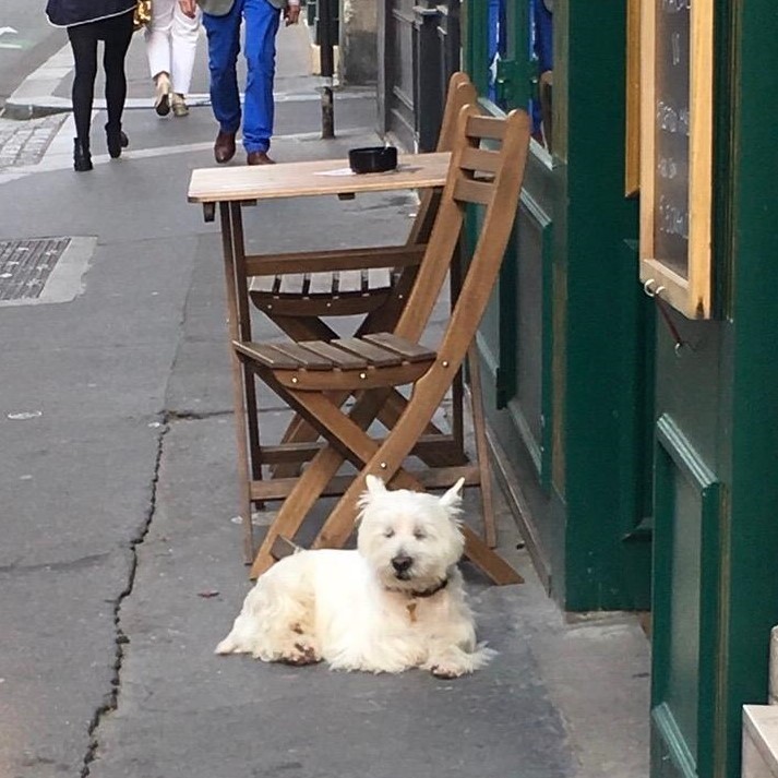 パリレポート　犬