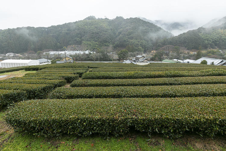 駿河　茶畑