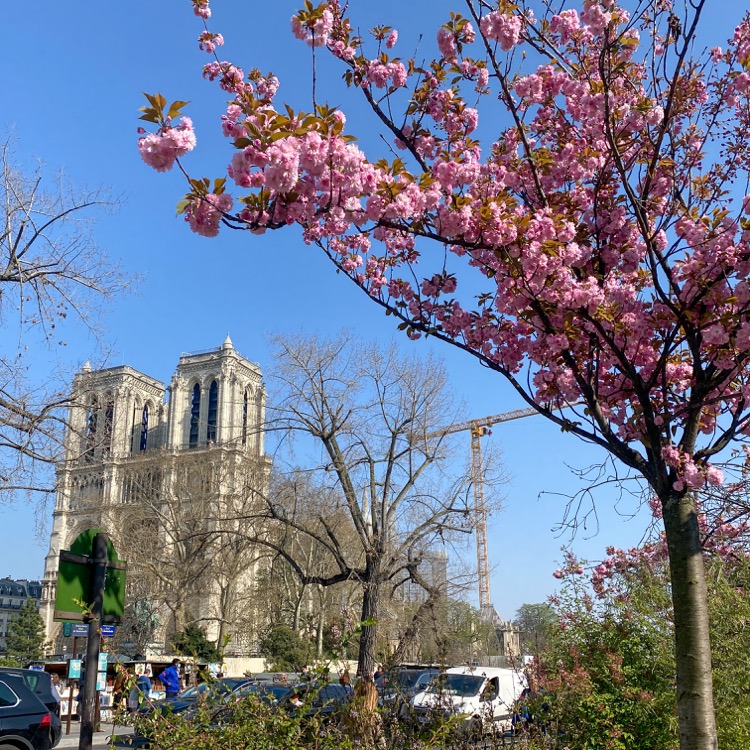 パリ　桜　ノートルダム