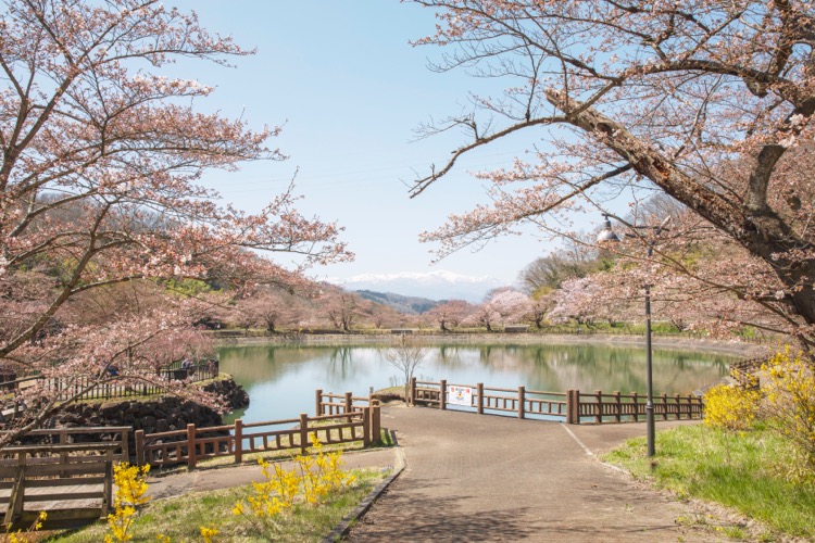 茶屋沼公園　花見　福島　風景