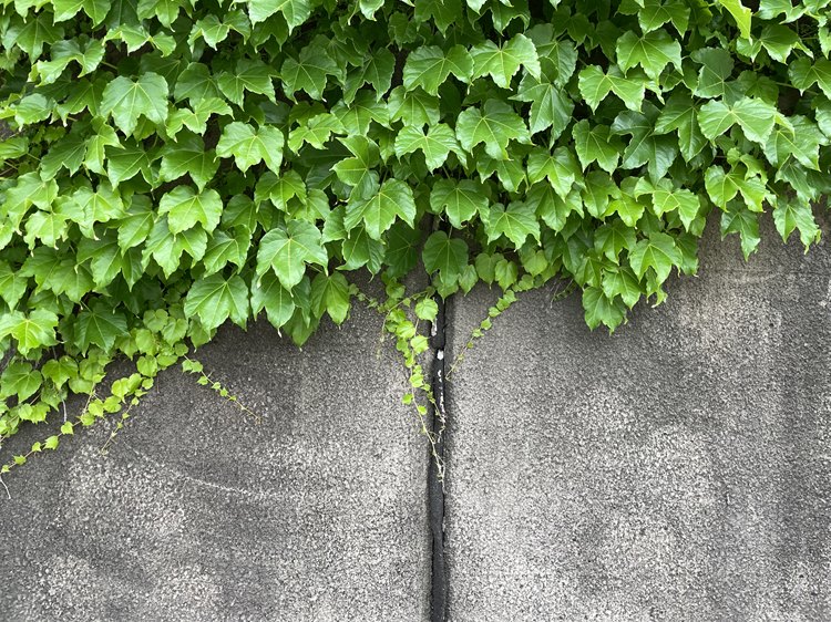 つたの生い茂る壁