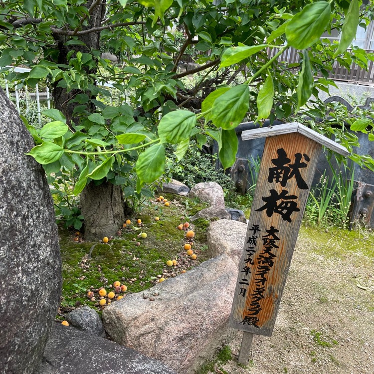 大阪天満宮の境内に並ぶ梅の木