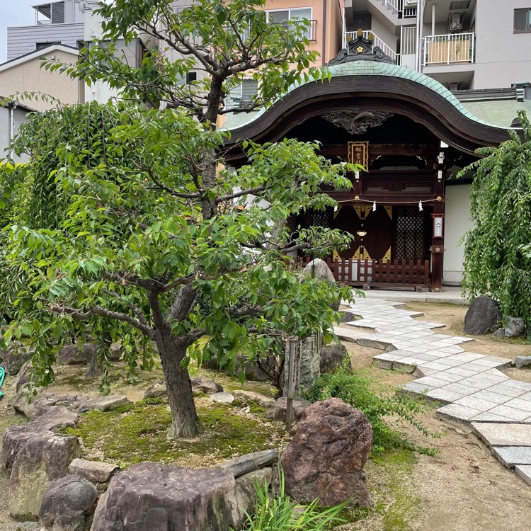 大阪天満宮の境内に並ぶ梅の木