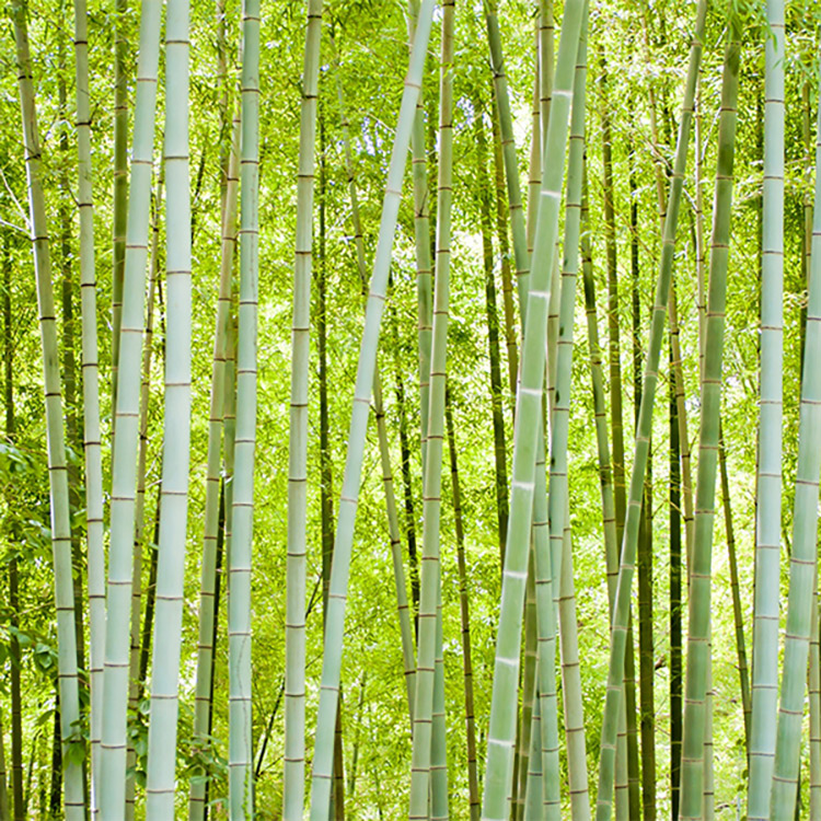 熊本県の竹藪
