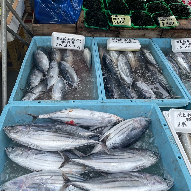 勝浦朝市の魚屋