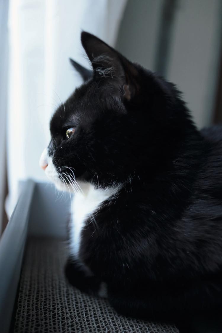 黒と白の毛並みの猫の横顔