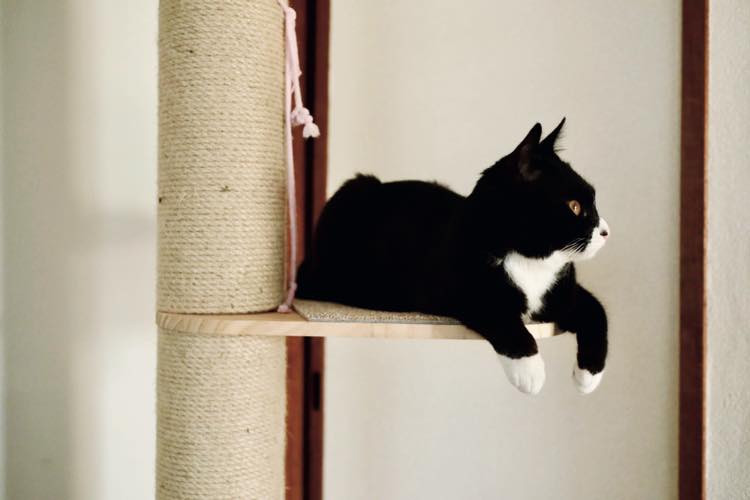 キャットタワーで休んでいる猫の横顔