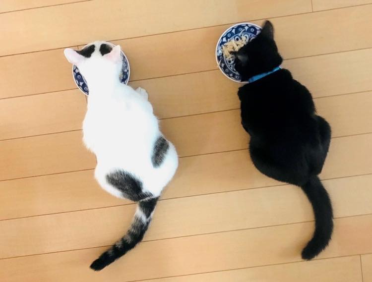 2匹の猫がご飯を食べている