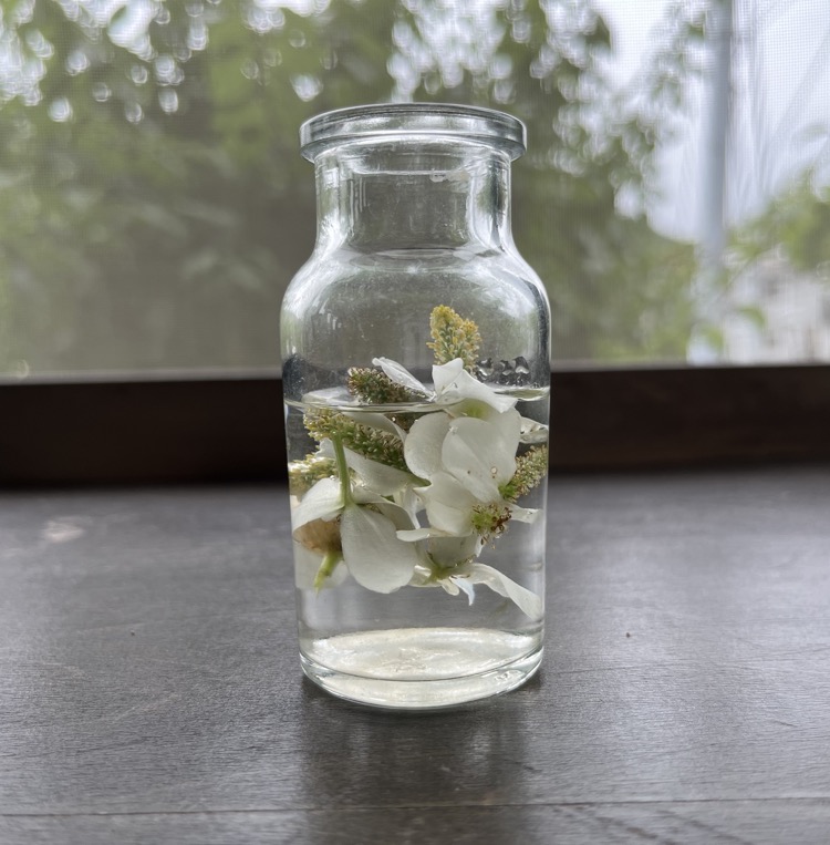 ドクダミの白い花が瓶に詰められ日本酒漬けにされている