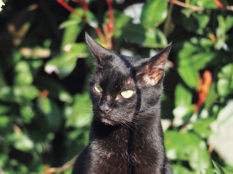 黒猫が日差しを浴びている