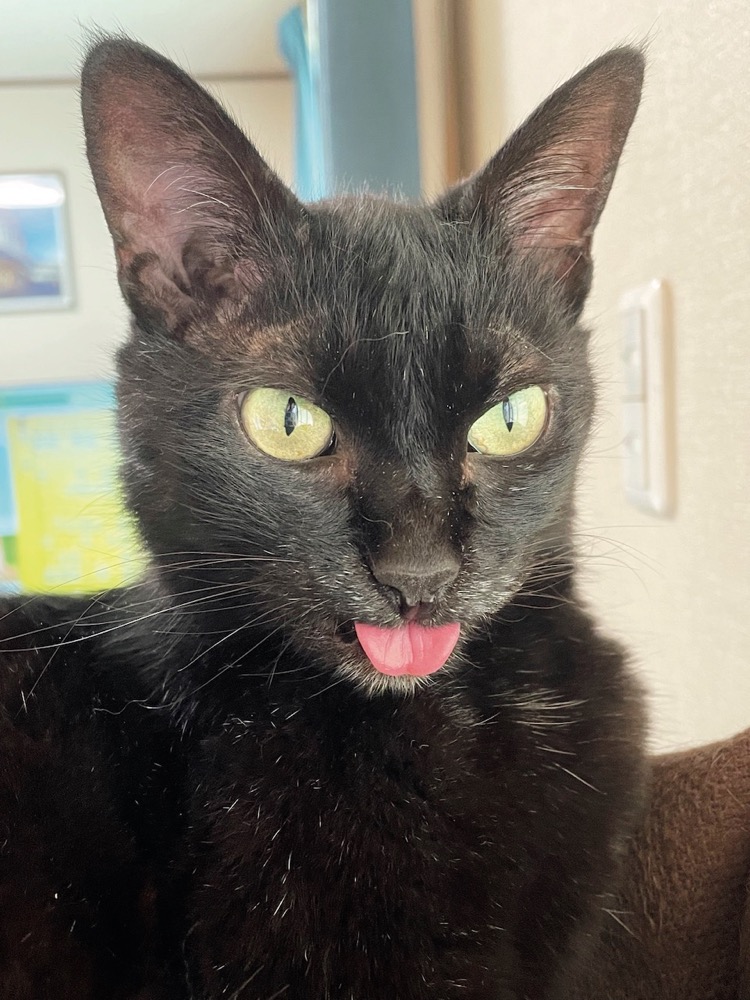 黒猫が舌を出している