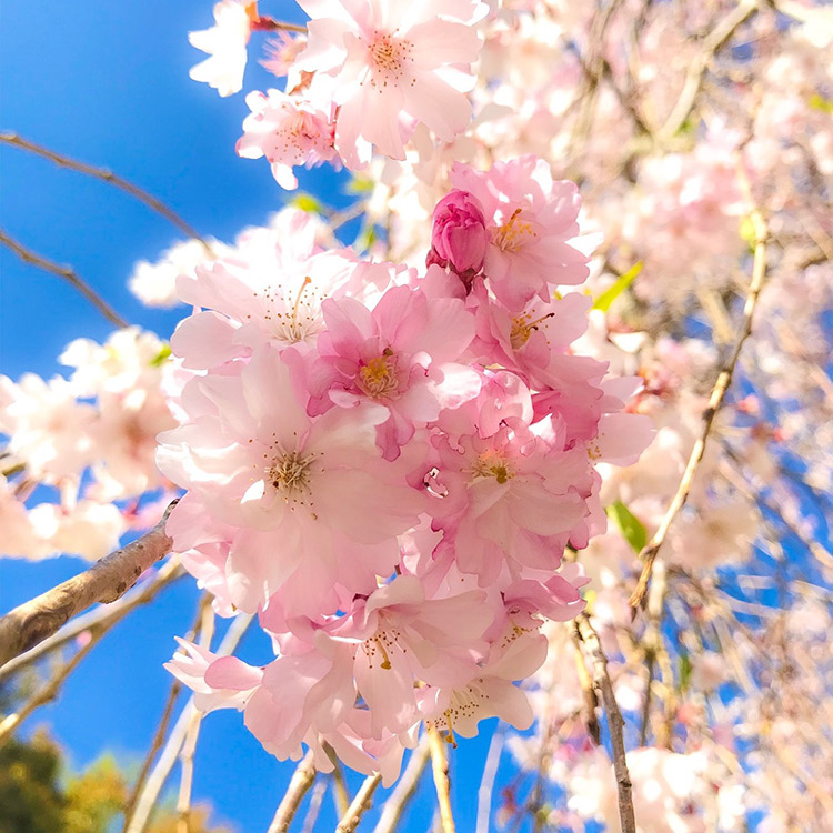 タカハシミチヨさん 桜
