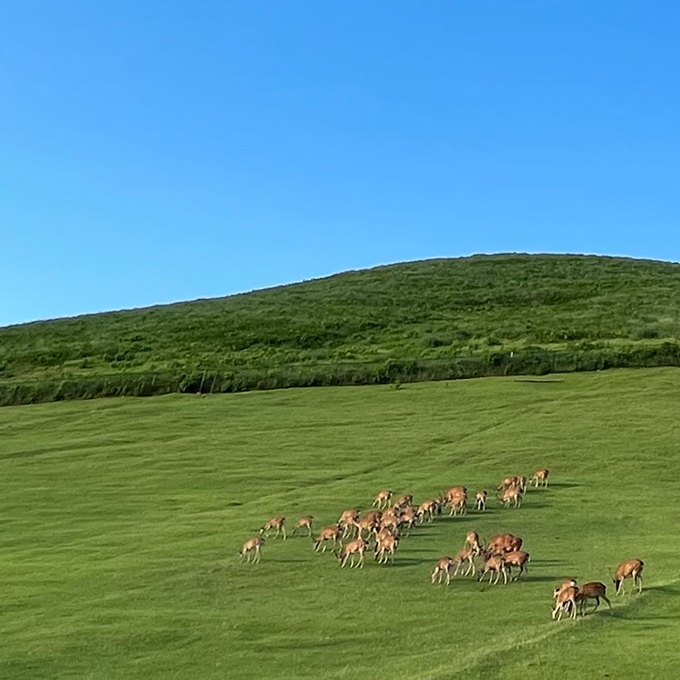 タカハシミチヨさん 若草山の鹿