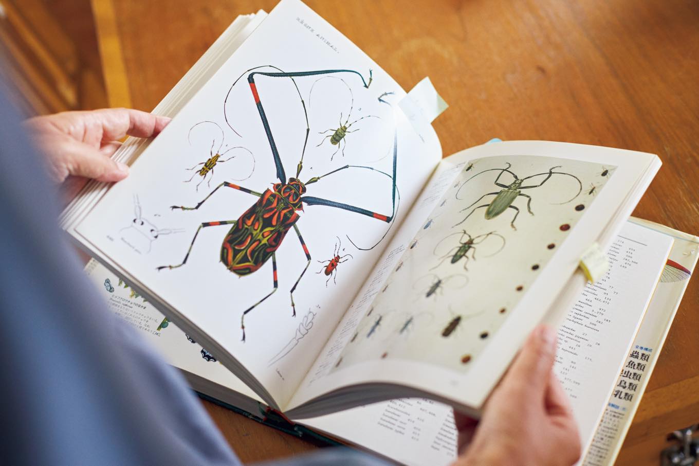 図鑑『世界大博物図鑑』の見開き