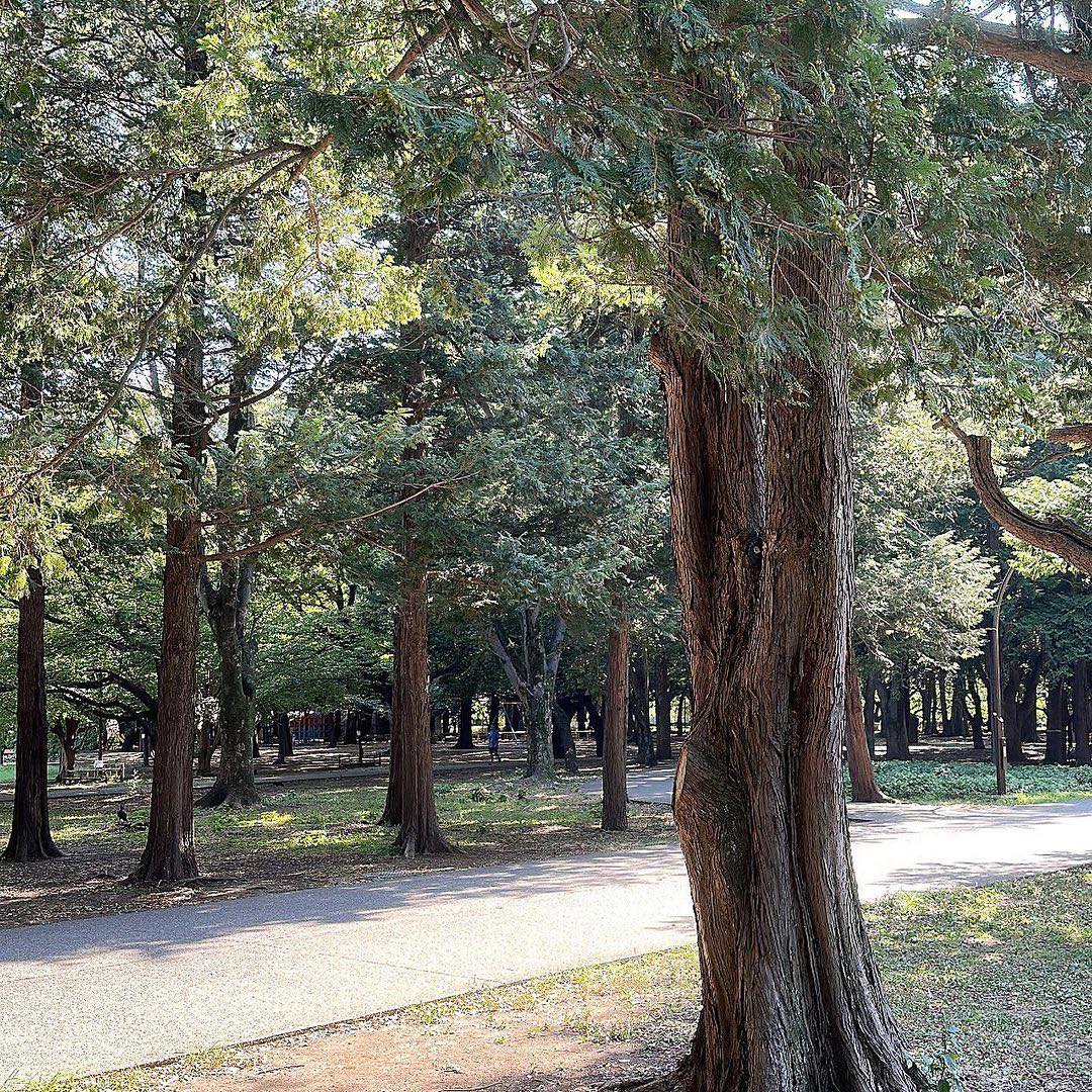 砧公園