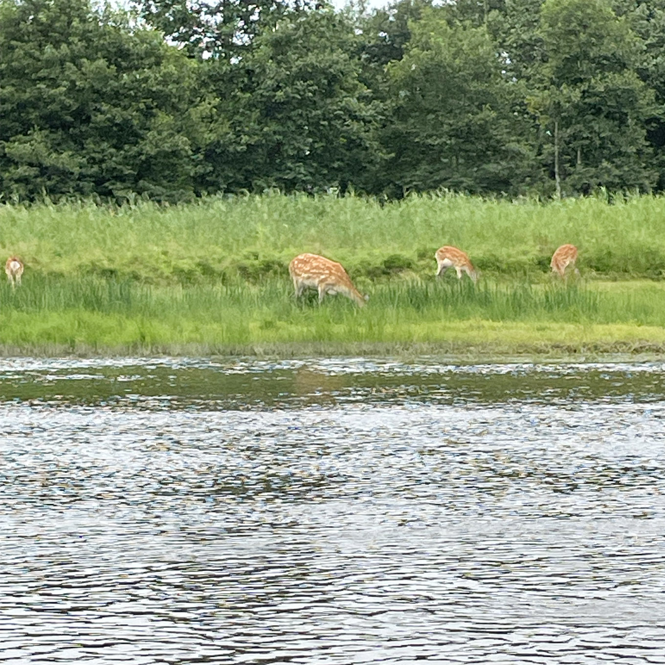 遠くに見えるエゾシカ