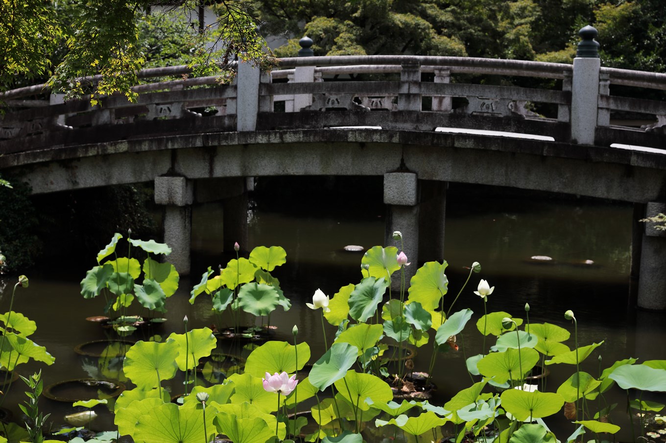 くろ谷金戒光明寺