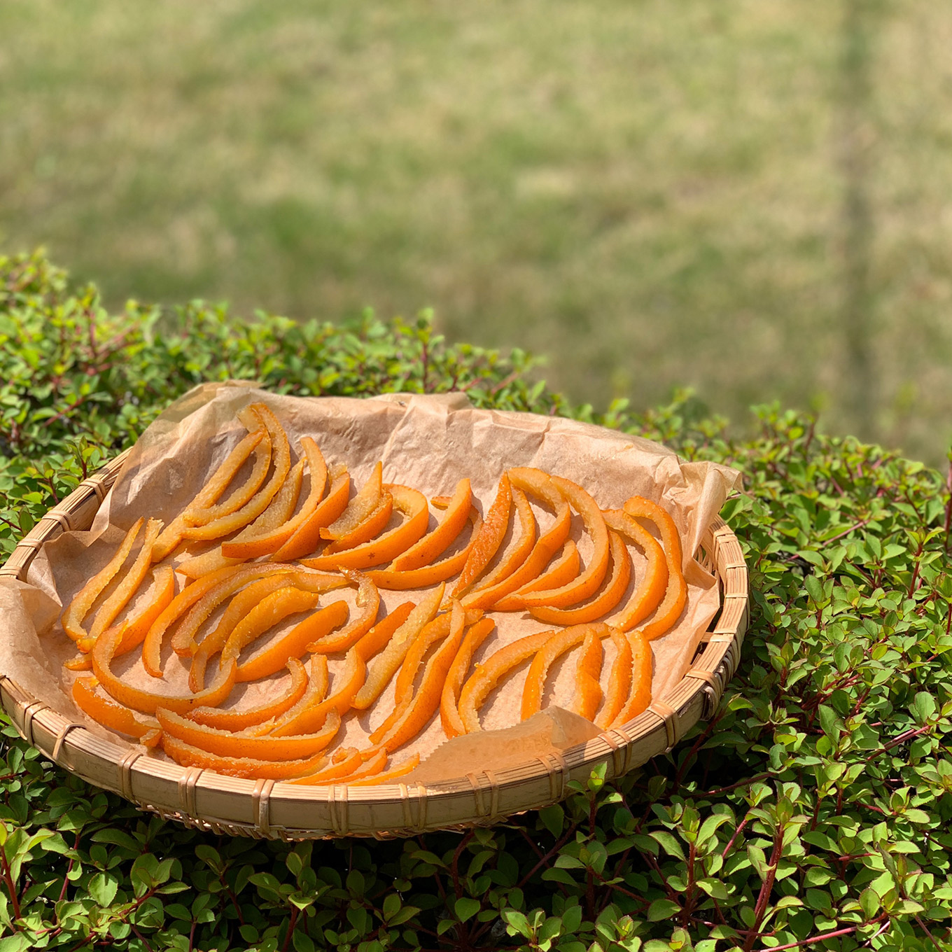 内野水穂さん オレンジピール用天日干し