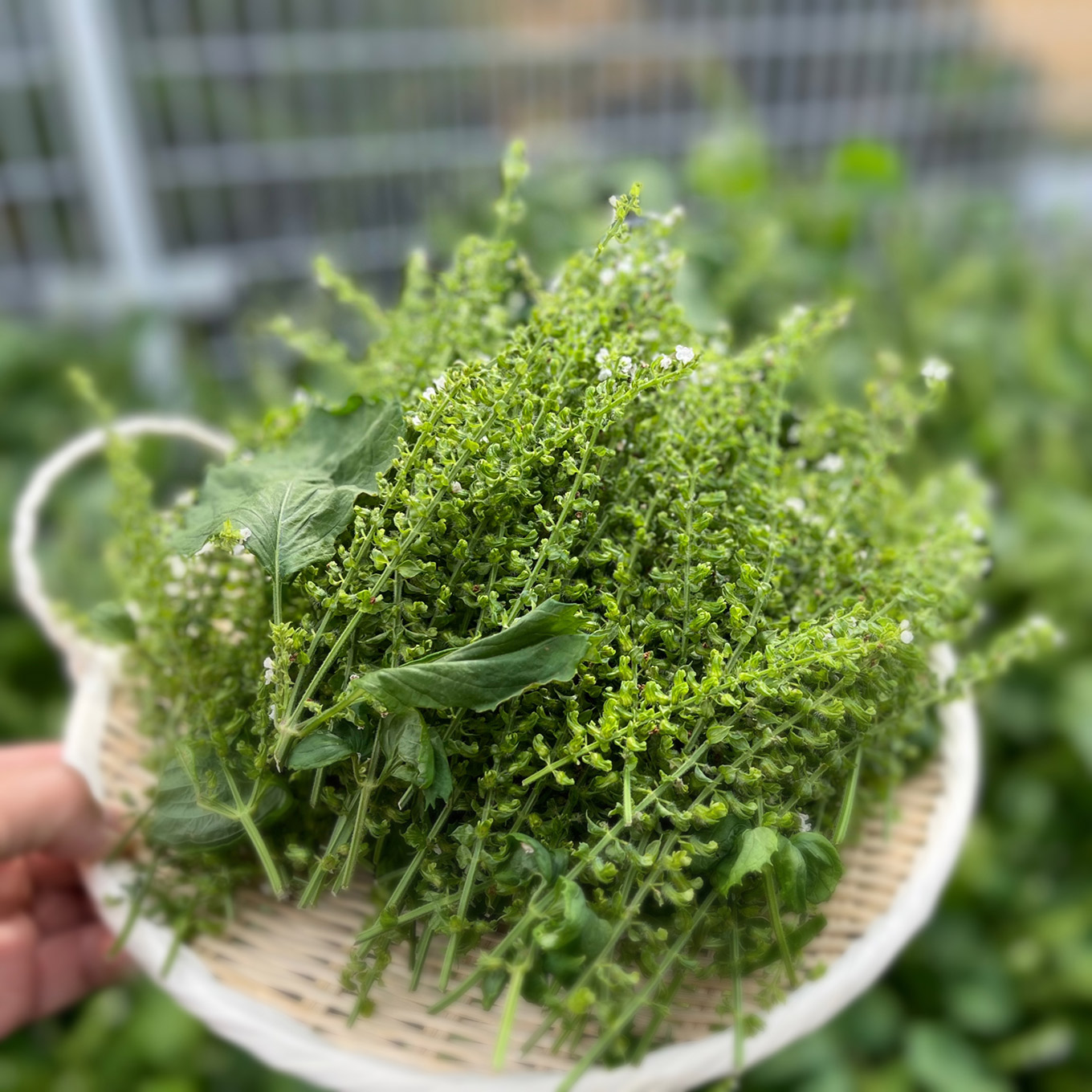 内野水穂さん 穂紫蘇摘み