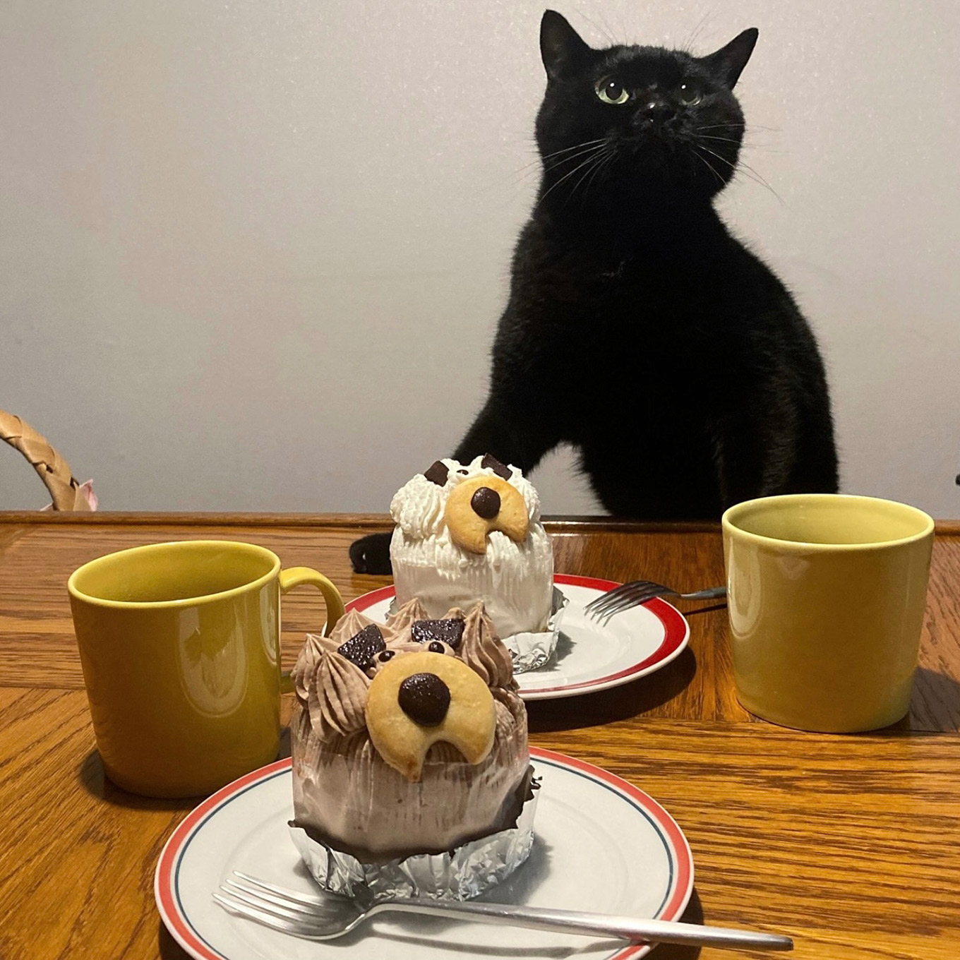 宮原美由紀さん 飼い猫とケーキ