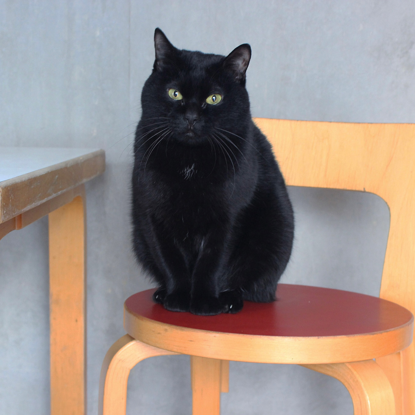 宮原美由紀さん アルテックの椅子