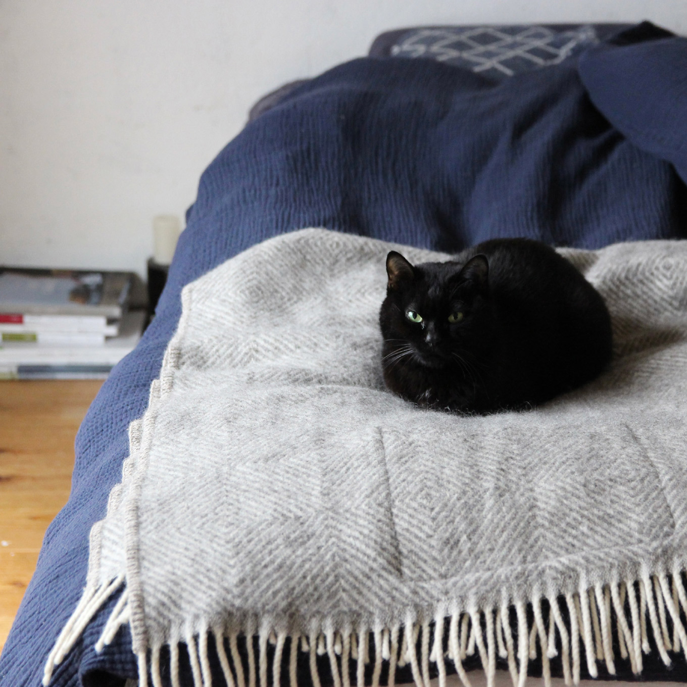 宮原美由紀さん ブランケットの上の愛猫