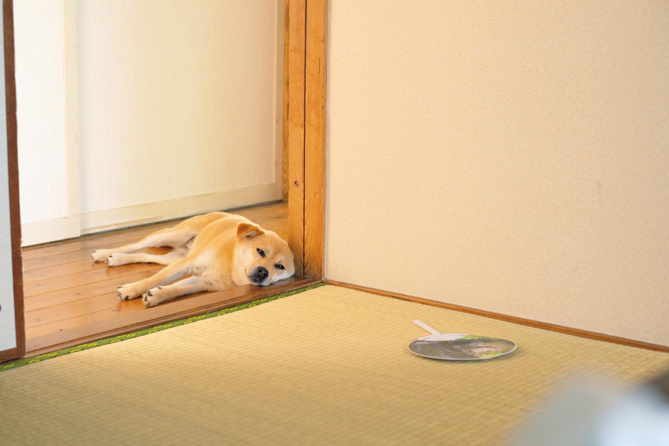 リラックスしている犬