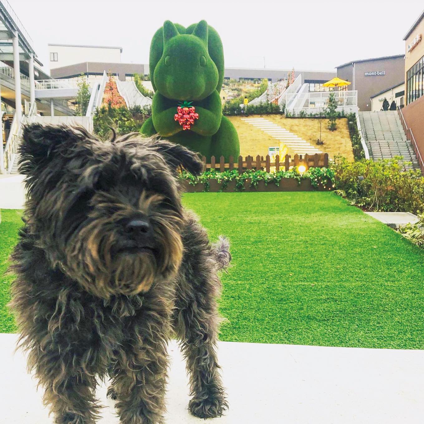 ミニチュアシュナウザー