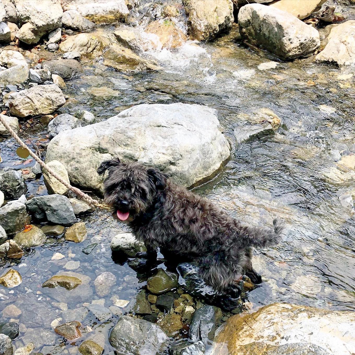 ミニチュアシュナウザー