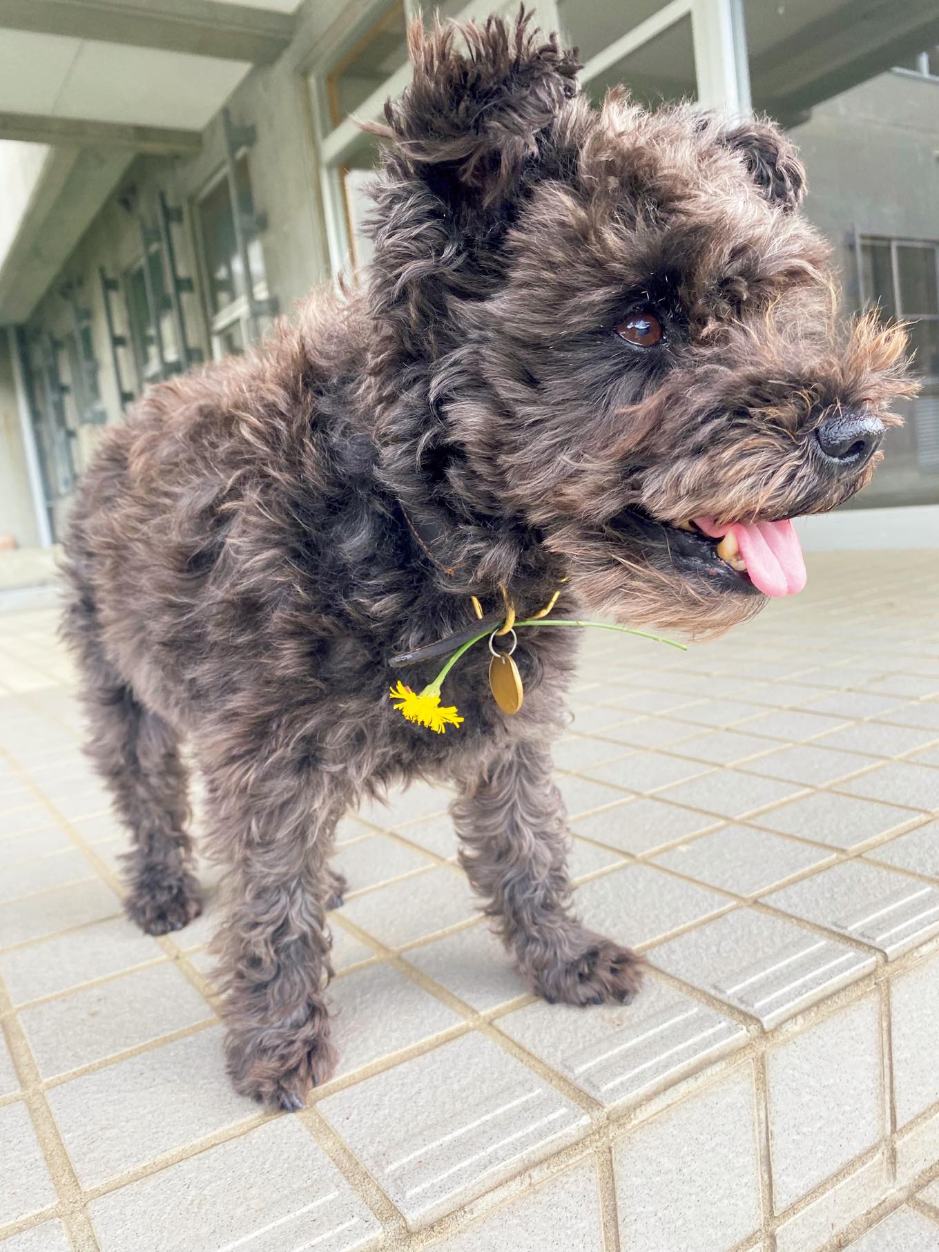 ミニチュアシュナウザー