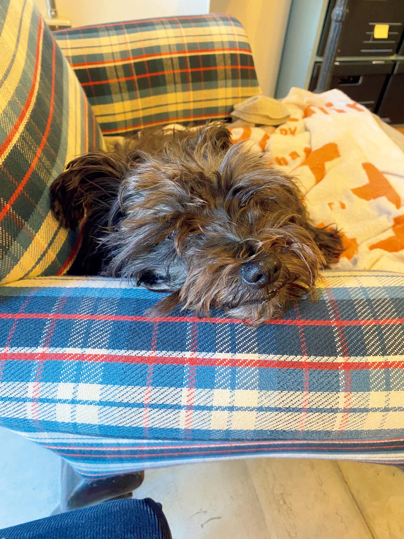 ミニチュアシュナウザー