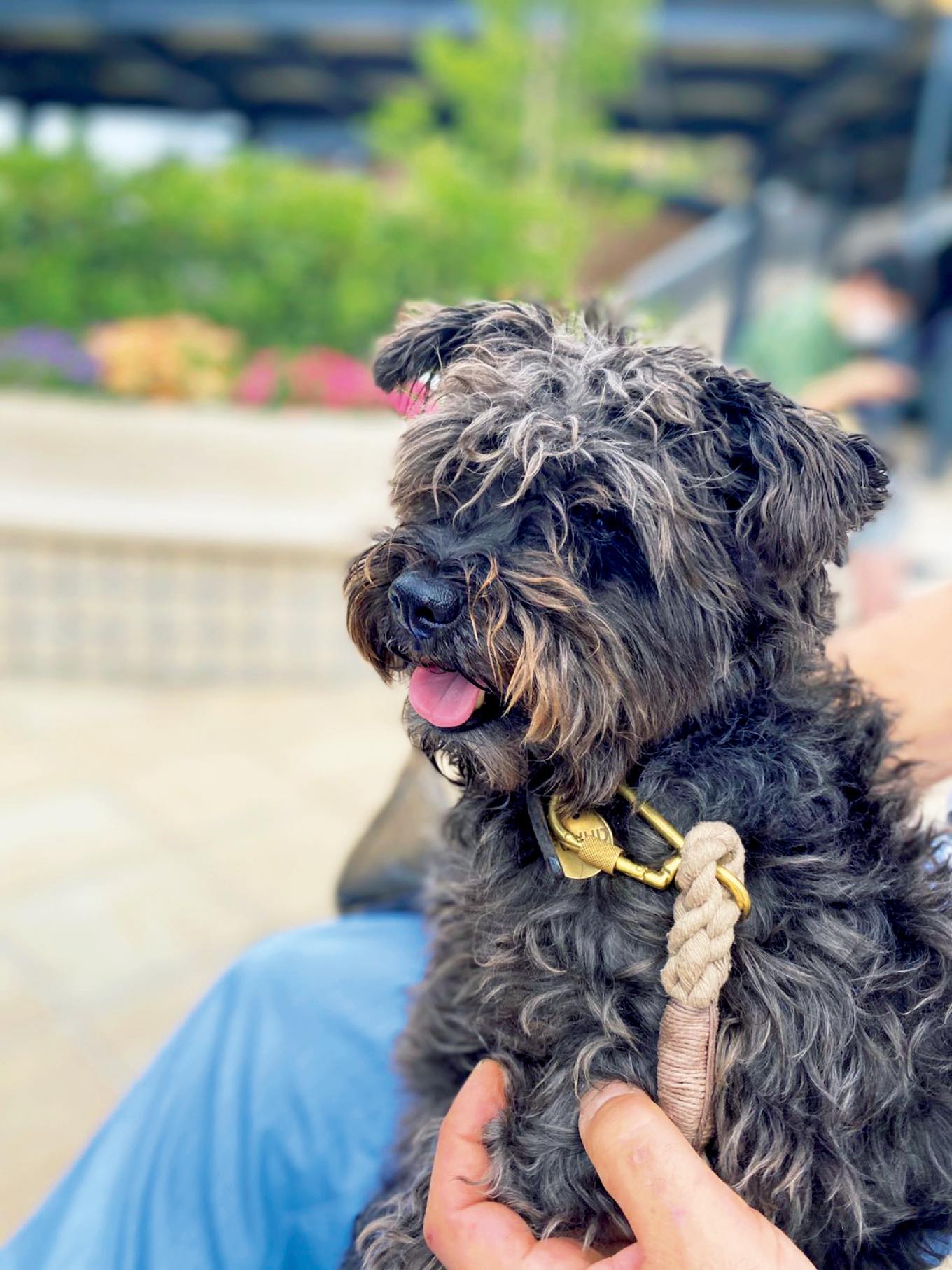 ミニチュアシュナウザー