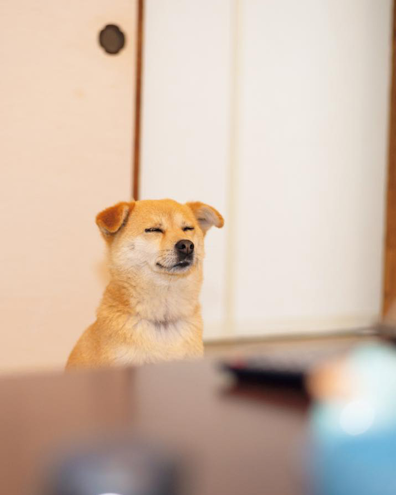 うとうとする犬