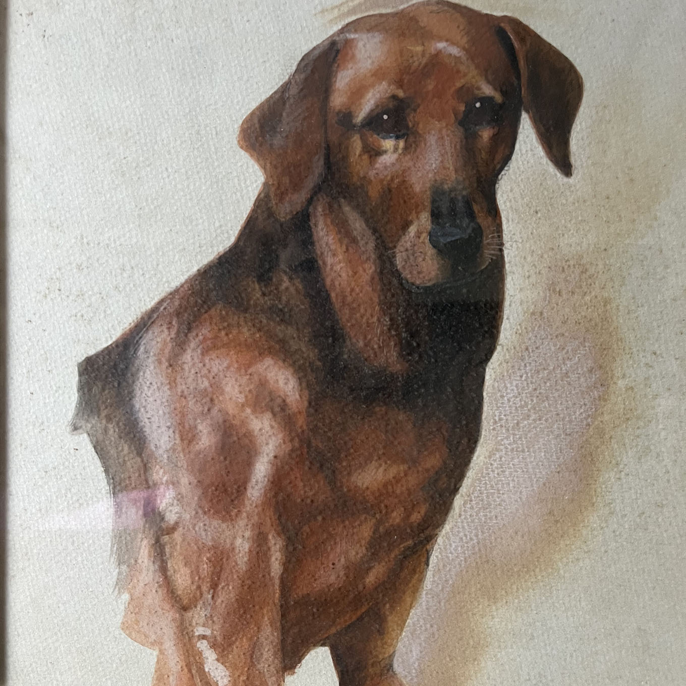 ミックス犬の次郎中型犬イラスト