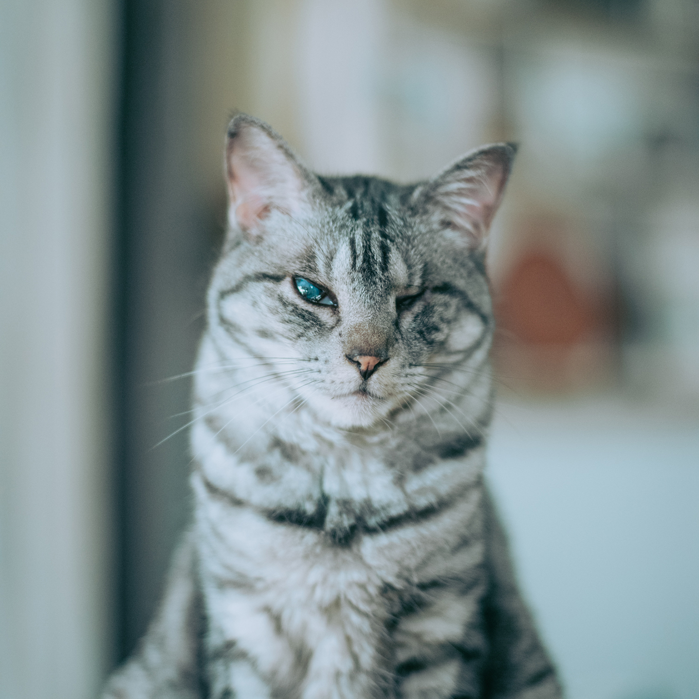 ササキサキコさん 愛猫