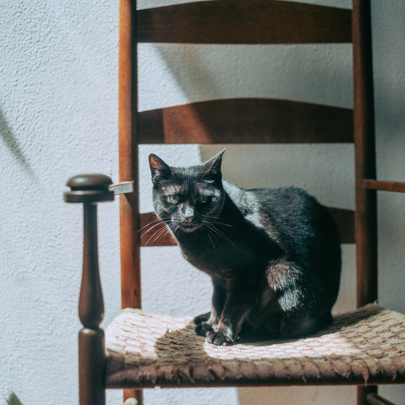 ササキサキコさん 愛猫