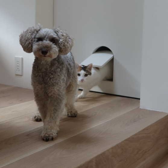 早坂香須子さんが飼っている犬猫
