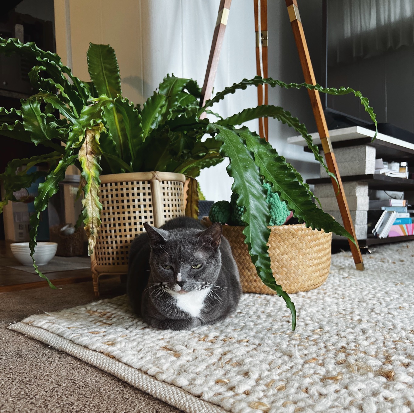 エリコトリンブルの猫