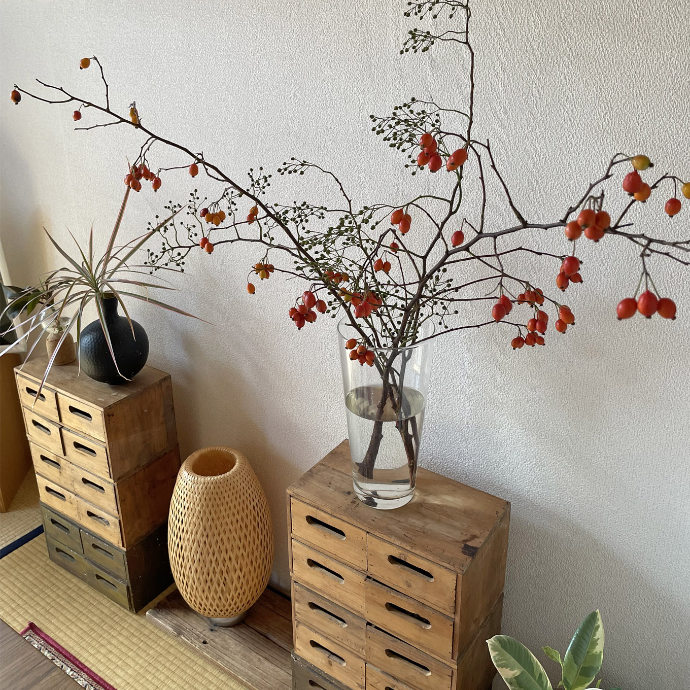 カナリアさんの部屋の植物