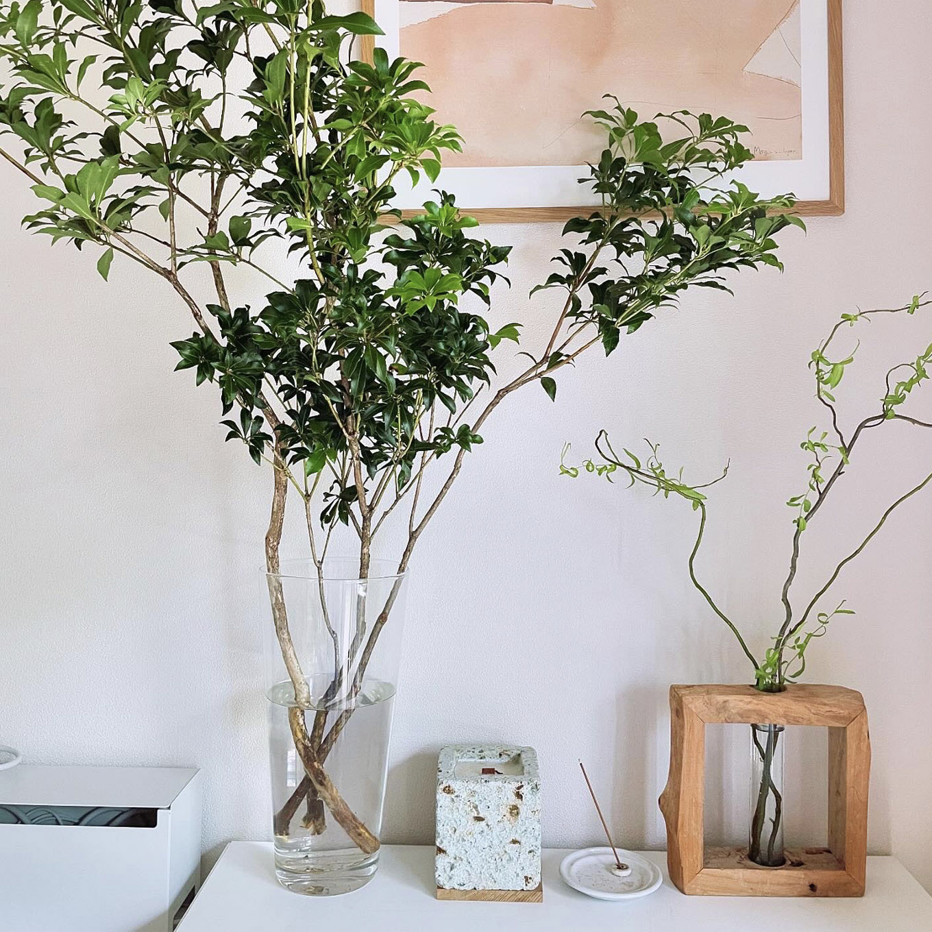 カナリアさんの部屋の植物