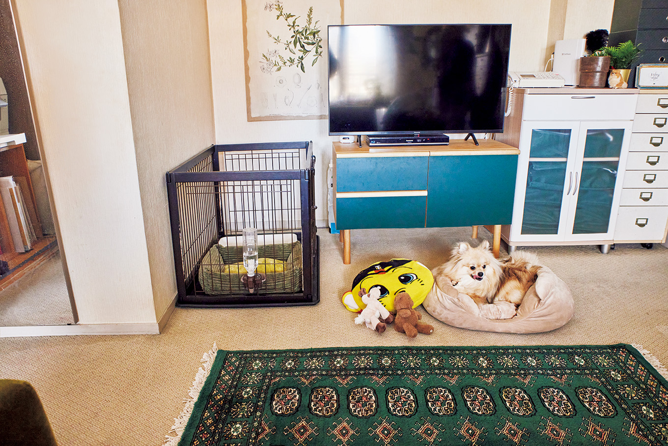 吉田豊子さん宅愛猫の住処