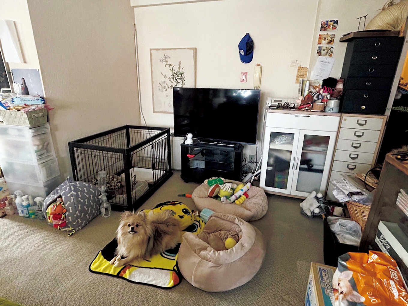 吉田豊子さん宅。以前の愛猫の住処