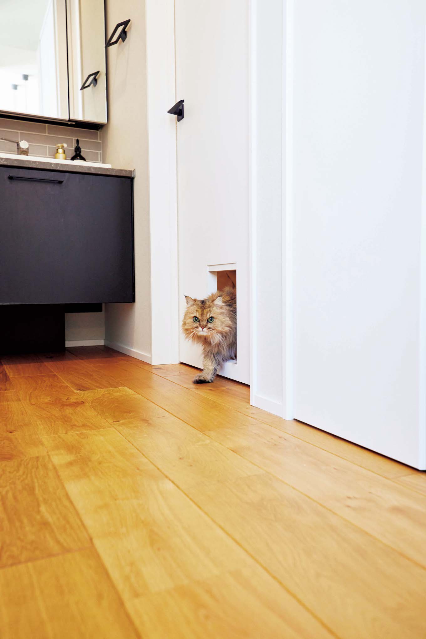 maaさんの猫